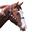 Navaho - Scalloped Western Headstall